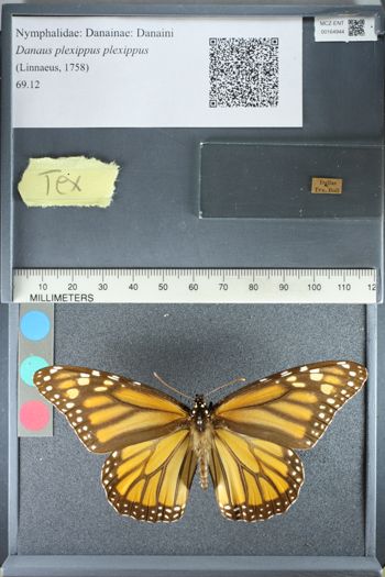 Media type: image;   Entomology 164944